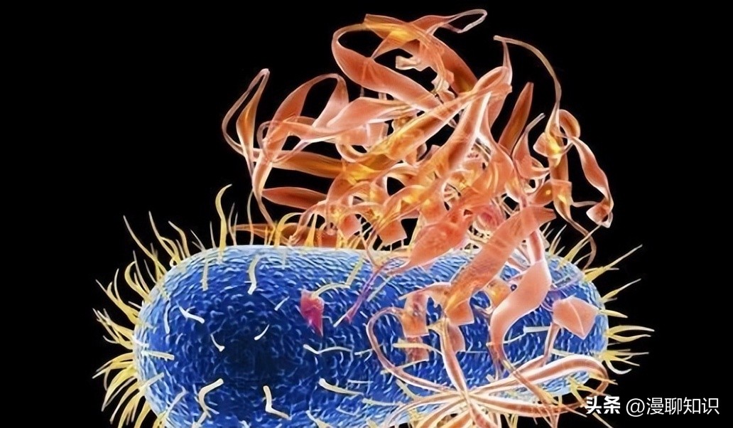 细菌感染会影响体内胰岛素吗,植物乳杆菌会对人体有影响吗
