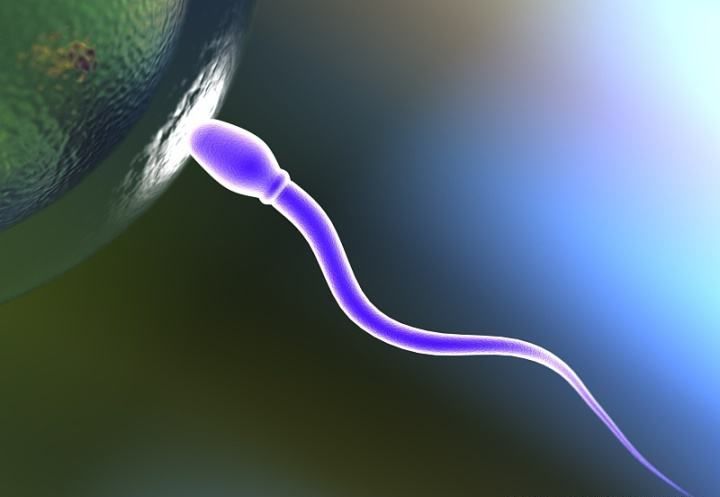 精子形成原理,精子怎么形成的过程动画