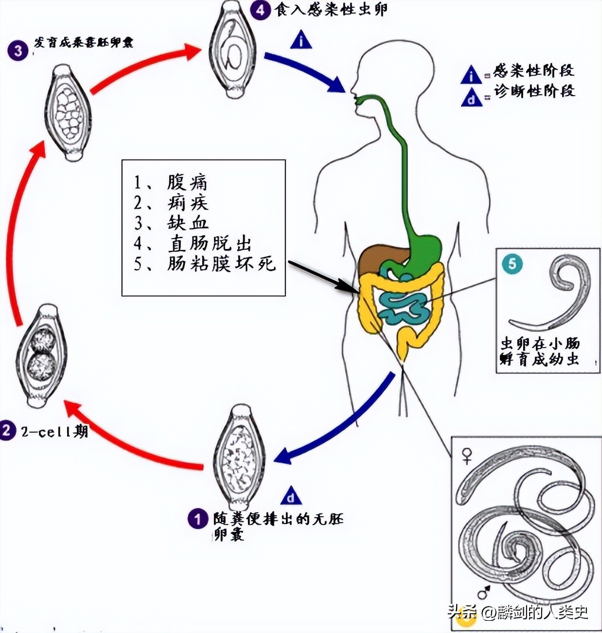 动物界种类最多的动物类群,动物界节肢动物