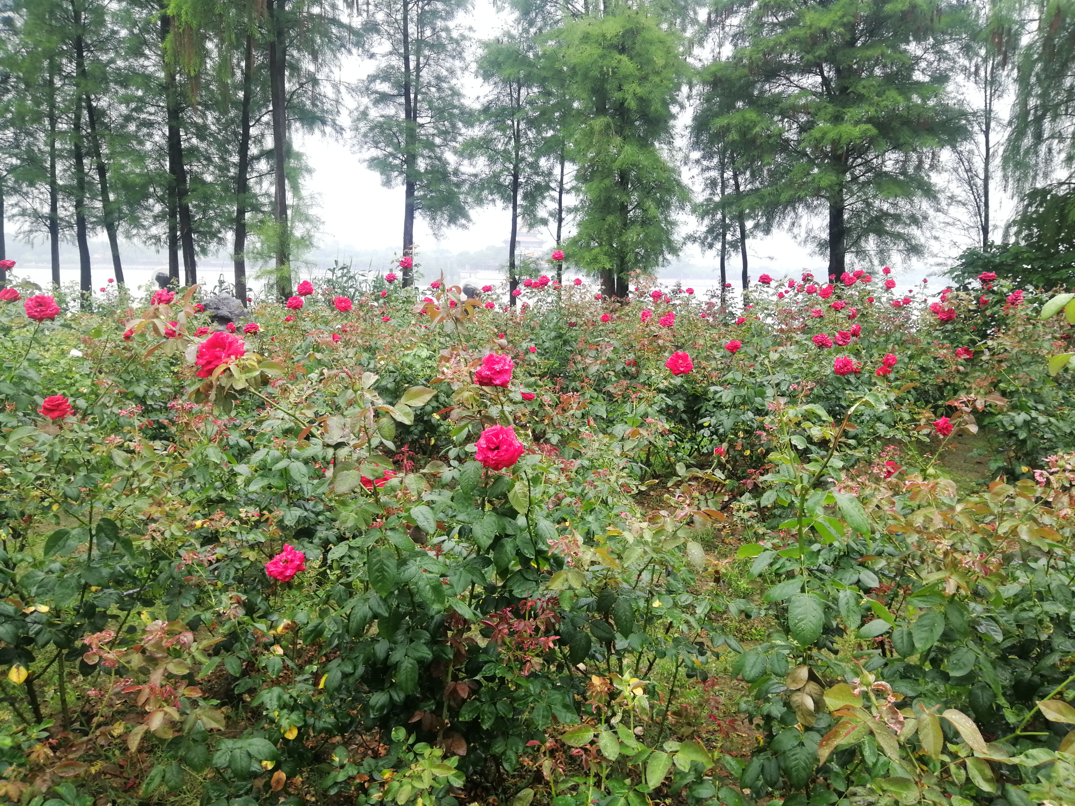 打卡广州地铁7号线,打卡广州最美7公里