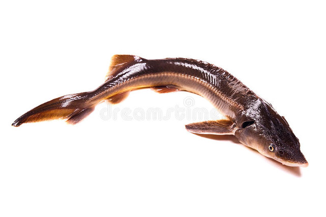 养黑鱼成本和利润,养一亩黑鱼的利润是多少