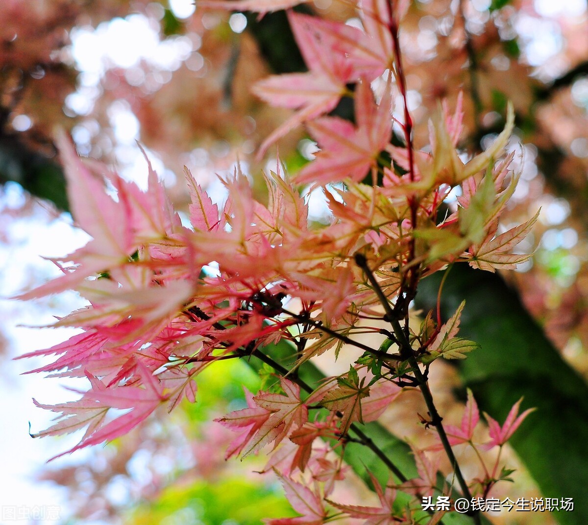 职场做人大气有格局的句子,职场学会隐忍的经典语录