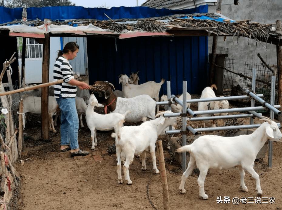 养羊50只第二年能赚多少钱,养羊能年入200w
