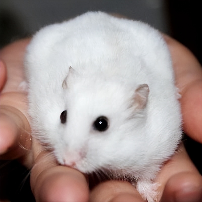 新手怎么养仓鼠教程,新手如何正确养仓鼠