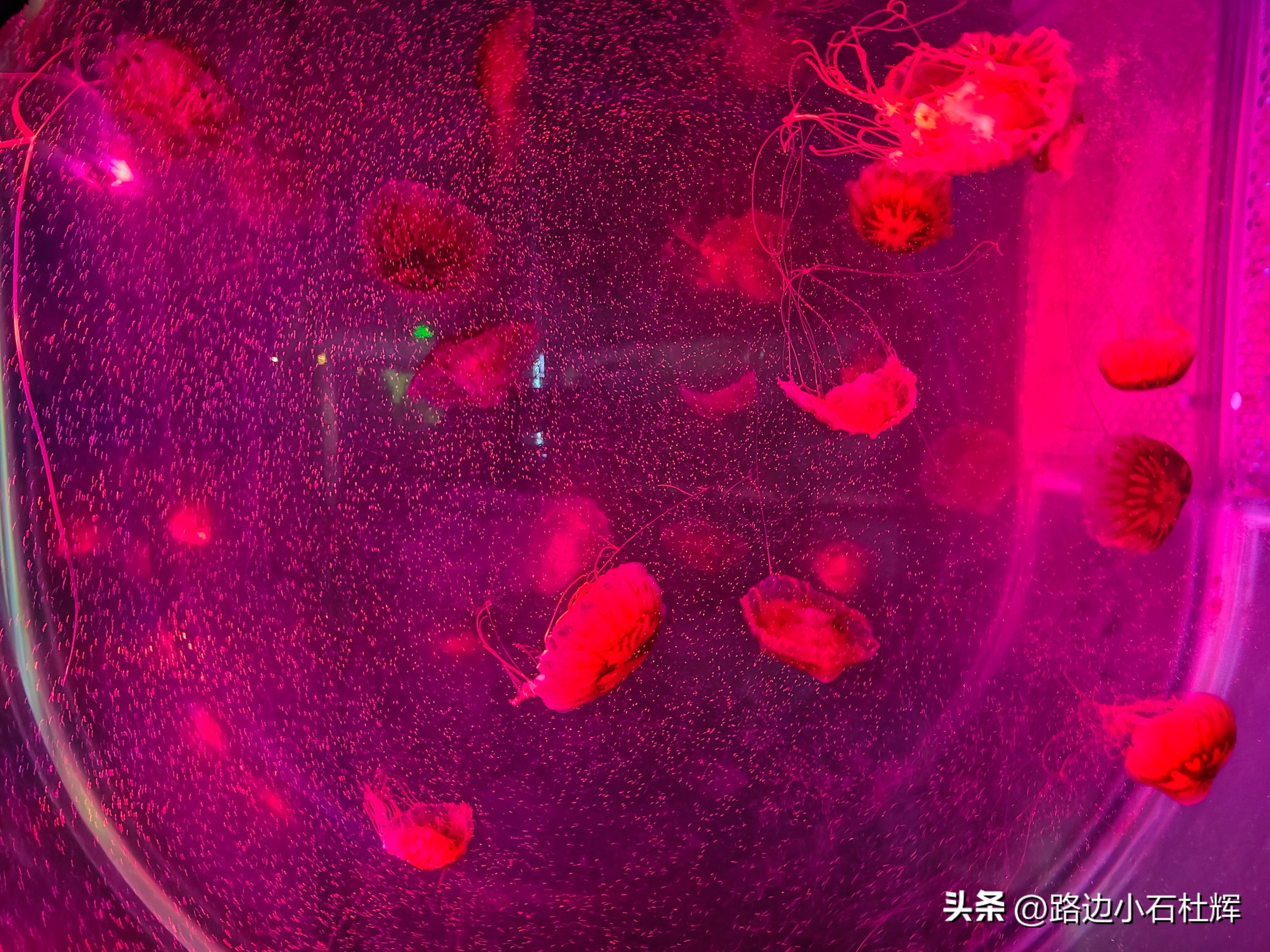 北京富国海底世界海洋水族馆,北京海洋馆和工体海洋世界