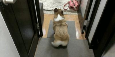 上班族适合养的狗,什么狗最合适小学生新手养也便宜