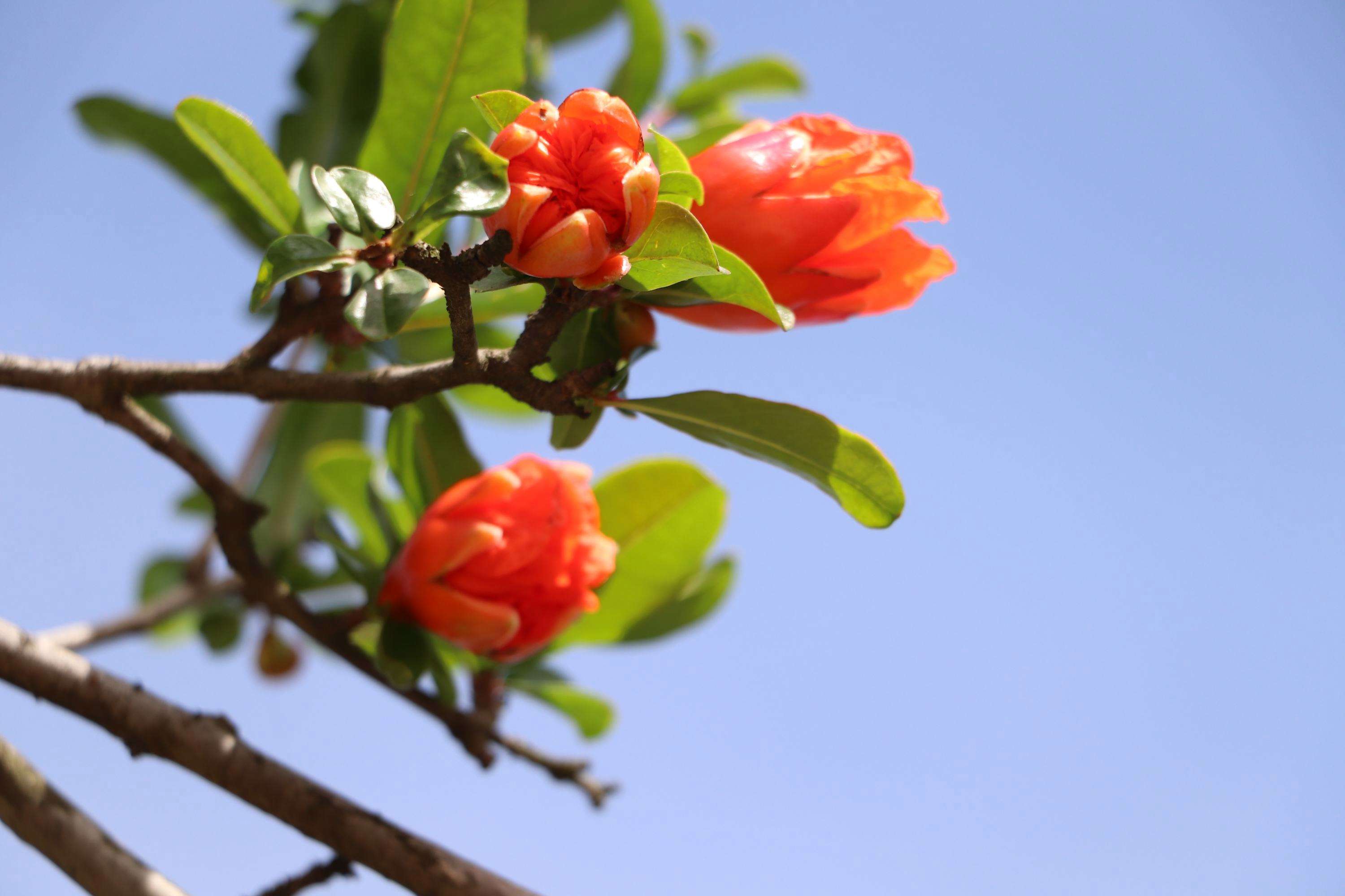 门前左右两边种树风水怎么说,自家门前种树风水讲究什么