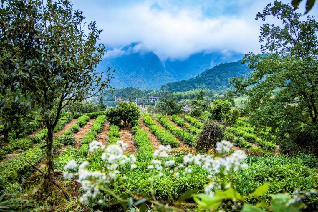 万里茶道第一镇铅山休闲一日游,铅山县万里茶道世界遗产
