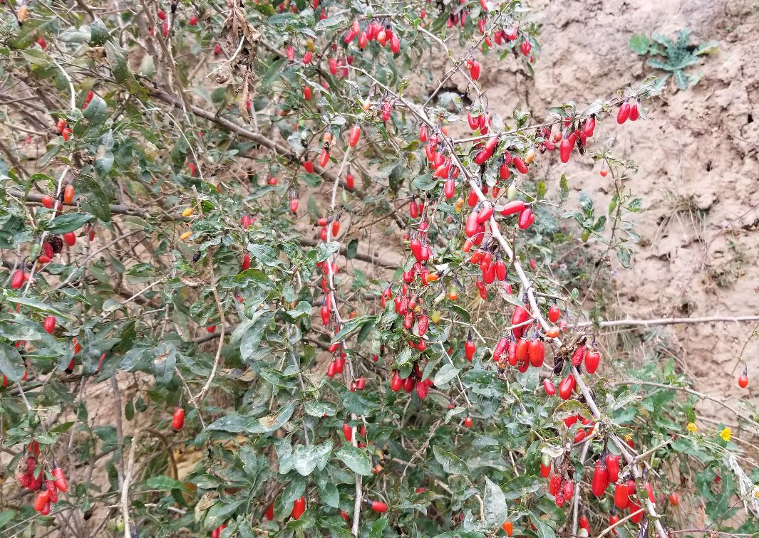 野生枸杞有什么药用价值,野生枸杞有什么作用