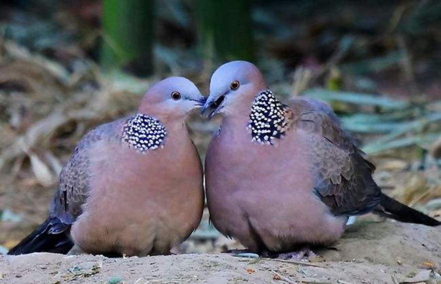 中国常见的斑鸠,斑鸠为何很少看到斑鸠巢穴