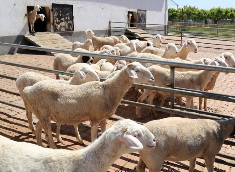 第一次养羊喂多少饲料合适,第一次养羊怎么选羊