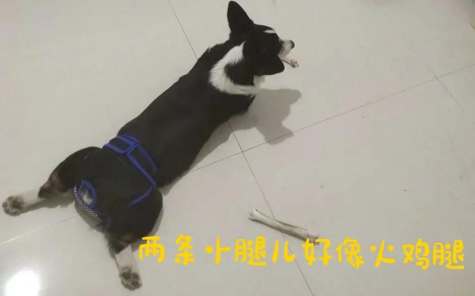 新手养公狗还是母狗好,公狗母狗可以一起养吗