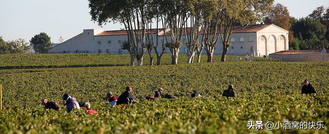 波尔多木桐酒庄红酒,柏桐酒庄波尔多红酒