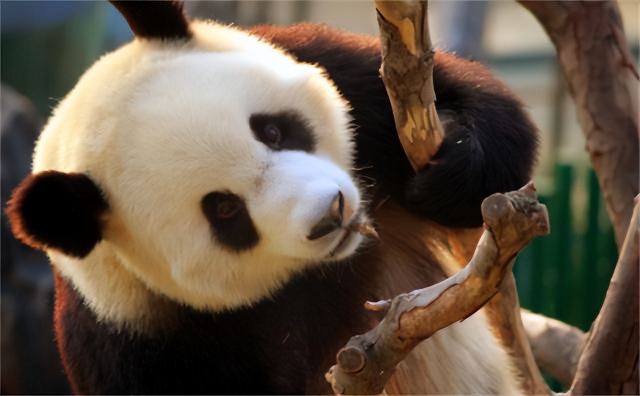 尼克松夫人对熊猫牌烟盒爱不释手，周总理：喜欢？送两只真的