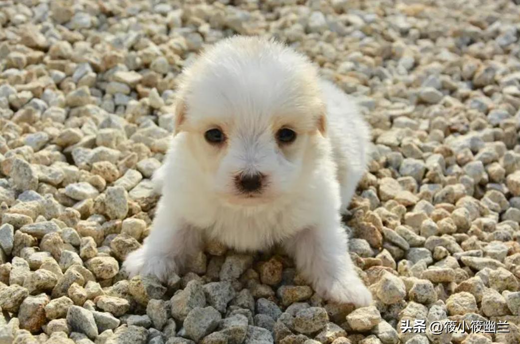 狗狗还小需要户外活动,狗狗还小怎么训练不咬人