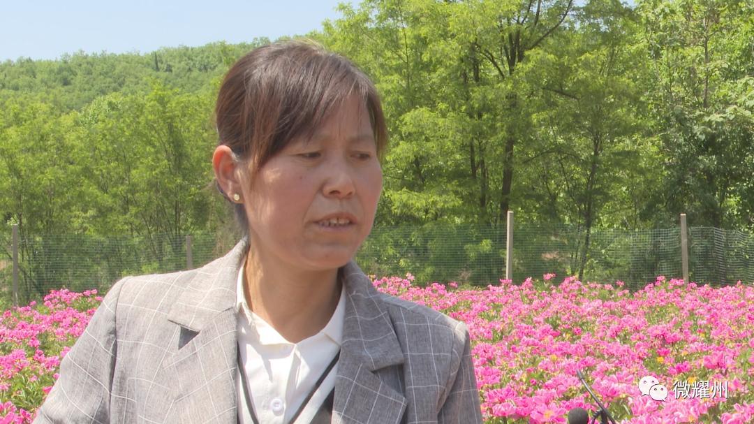 百亩芍药花海吸引人,丰县顺河千亩芍药盛开