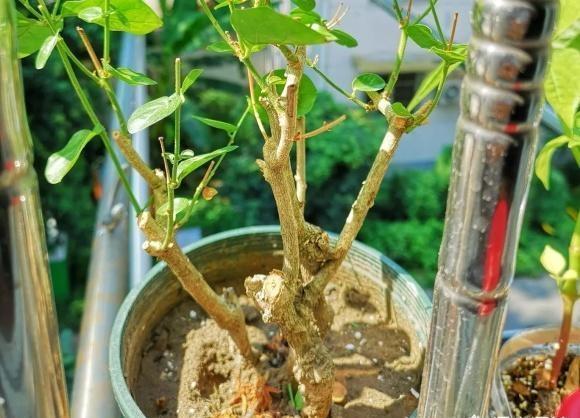 茉莉修剪了就不发新枝了,茉莉干枯不发芽