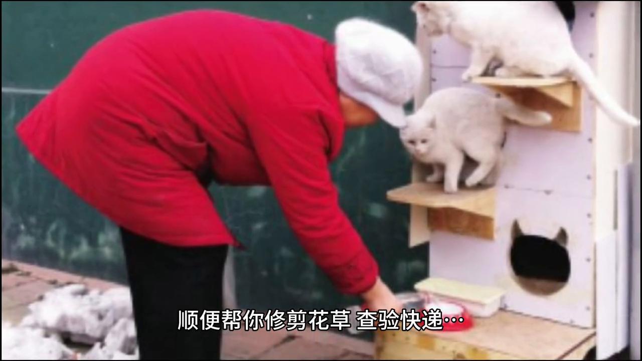 观察猫咪的一天,观察猫咪的成长变化