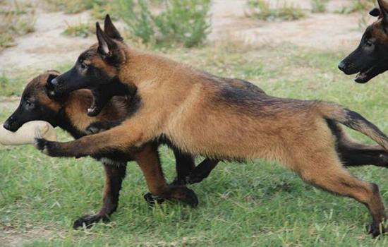 狗狗生理期需要注意些什么,狗狗生理期注意事项和禁忌