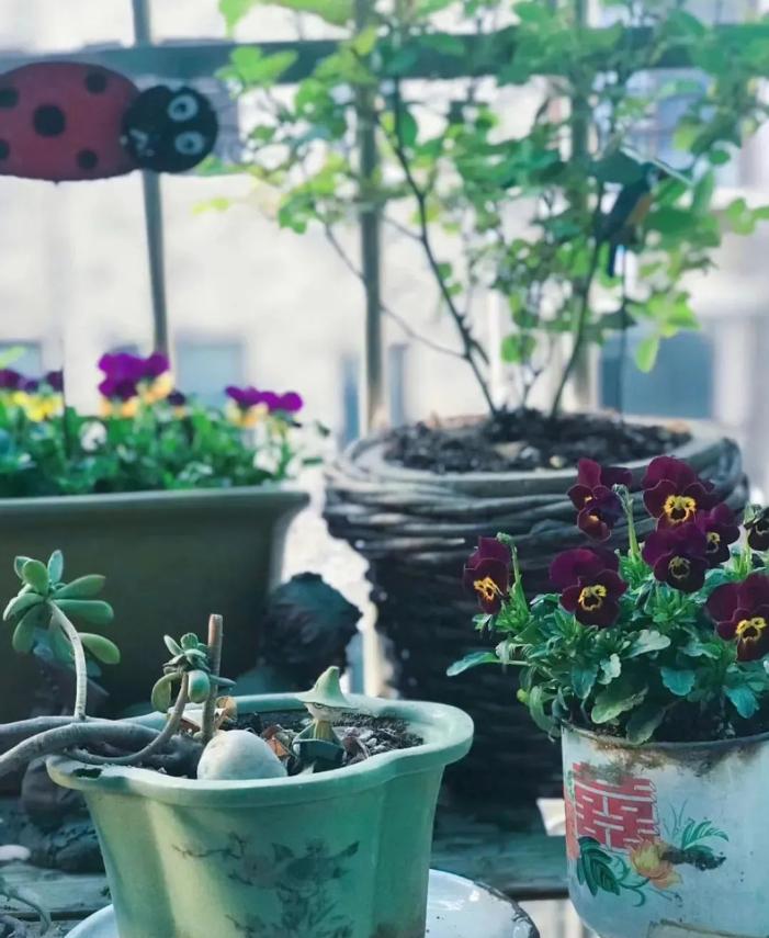 有了三娃，日本“家政女王”开始彻底摆烂：不断舍离了！