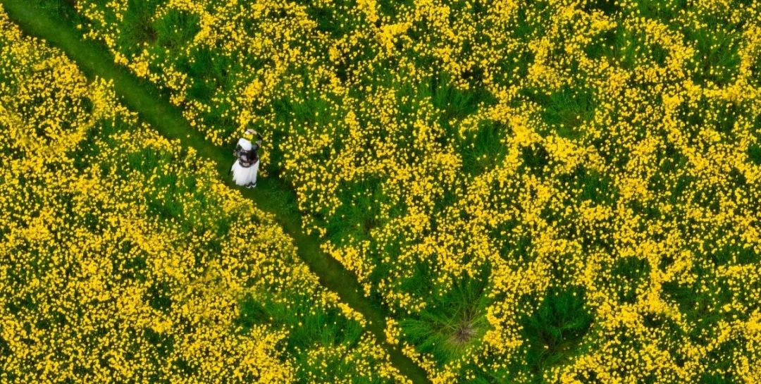 太仓蓝色花海,太仓好看的花海