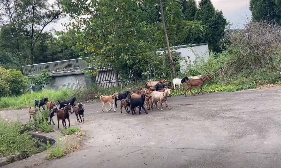 投资20000回家养羊,投资一百几十万回家搞农业