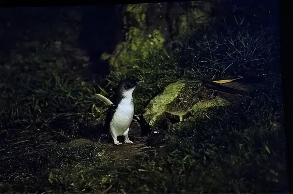 写给不被疫情束缚的心:用文字“云”游新西兰全境