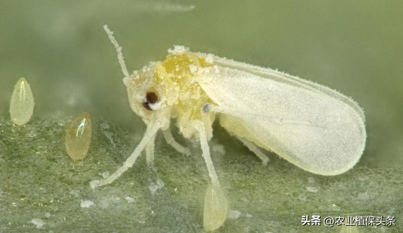 昆虫和害虫种类,昆虫和害虫的分类