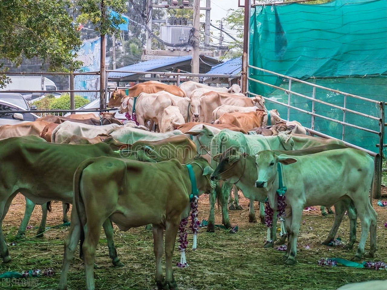 说明文写一写牛的外形特点,牛的一些介绍和特点是什么