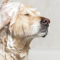 宠物沐浴露过期了能给猫用吗,宠物洗澡沐浴露过期了还可以用吗