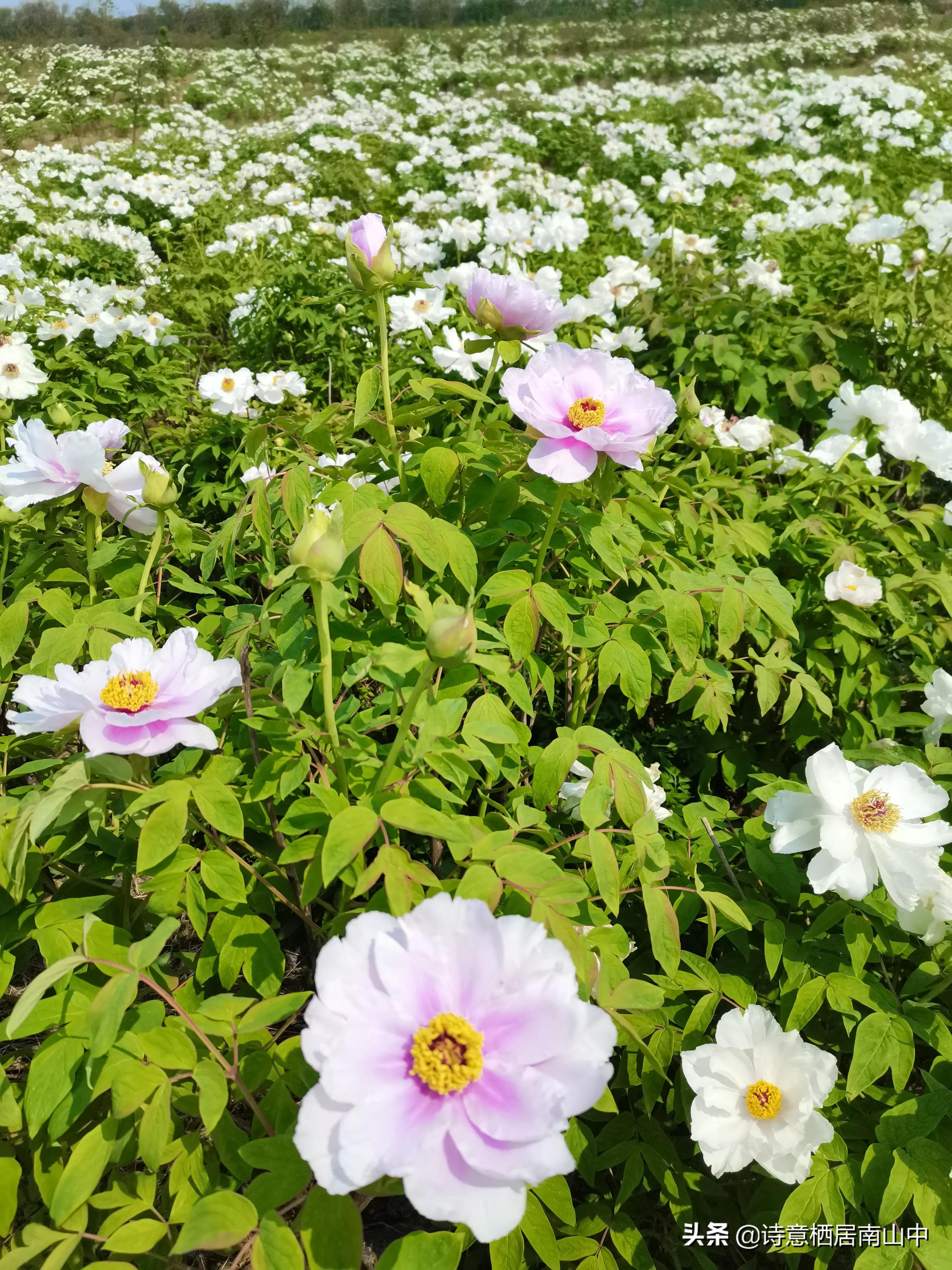 江夏鲁湖湿地公园,江夏金口鲁湖梦里田园