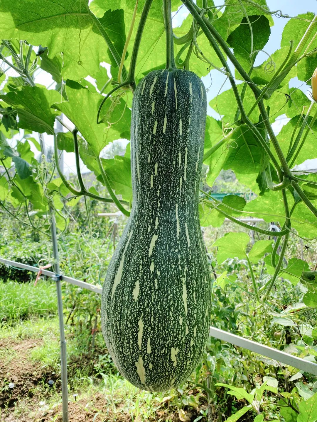 道仙草｜水瓜的“水分”