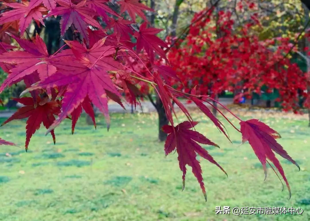 陕西宾馆迎来最佳观花赏景季节,陕西宾馆内景色