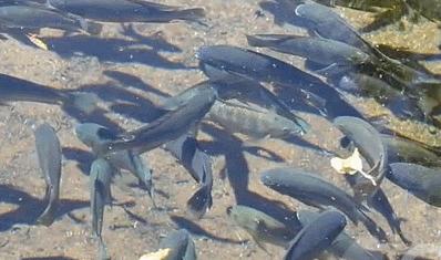 罗非鱼广东人爱吃,为什么美国人喜欢罗非鱼