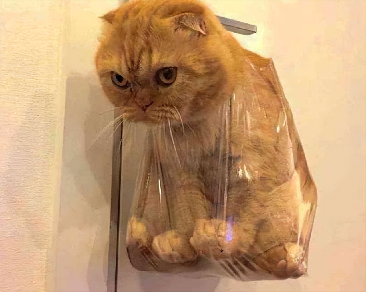 再恼火也别“打猫咪”,这些后果你难以承受