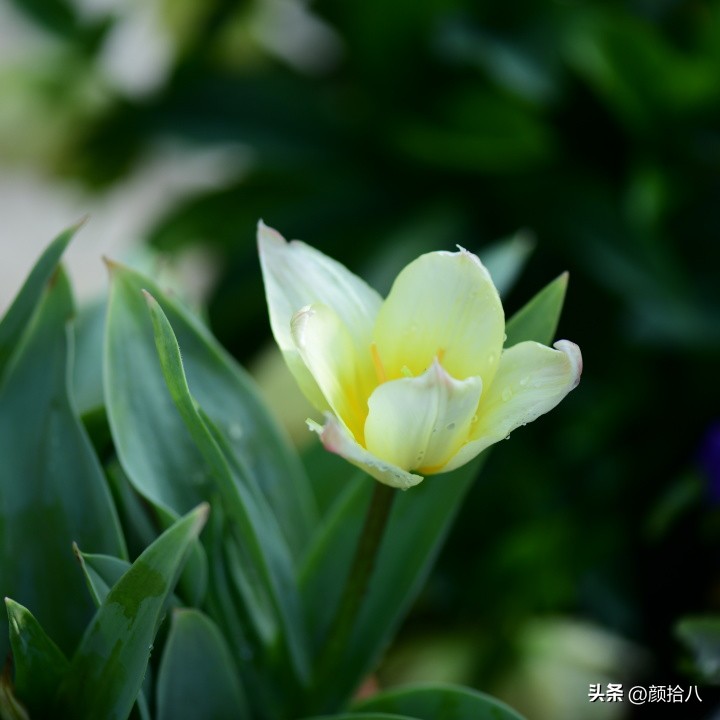 盘点今年河马花园里最美的几款郁金香|园丁