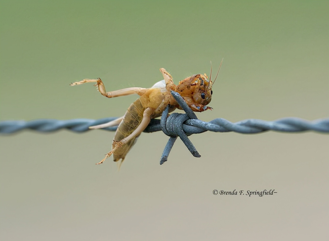 真实大象图片大全可爱,真实野生大象图片