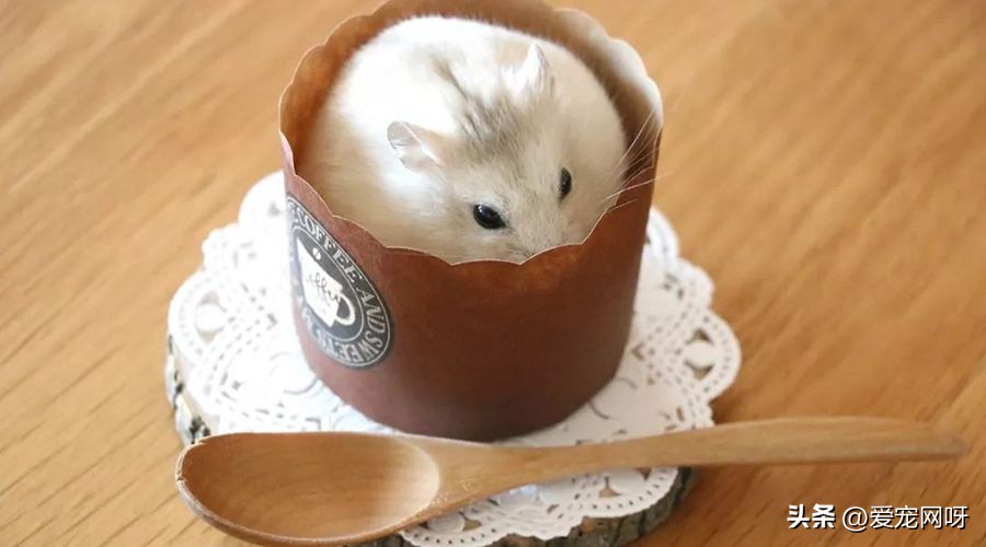 仓鼠品种大全及图片,仓鼠哪些品种不咬人