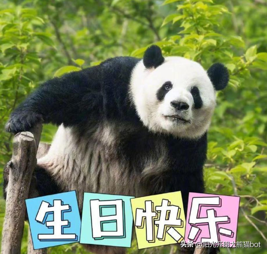 熊猫界的三大顶流视频,熊猫界四大顶流组合