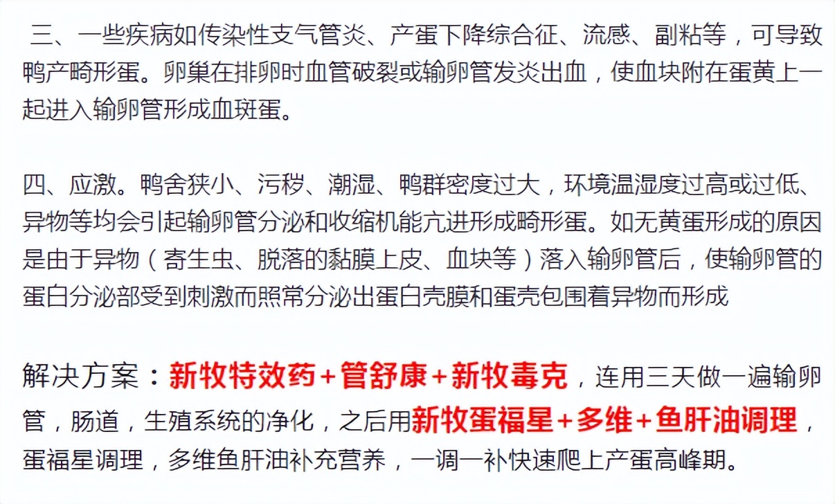 怎样辨别鸭子该生蛋了,鸭子产沙壳畸形蛋