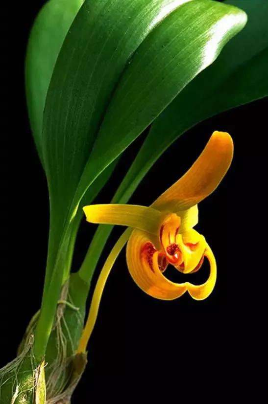 矮种兰花图片欣赏,写意兰花作品欣赏