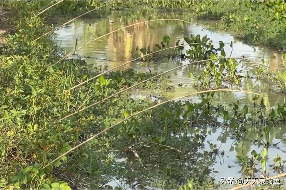 钓黑鱼的方法与技巧用路亚,野钓黑鱼最好的方法