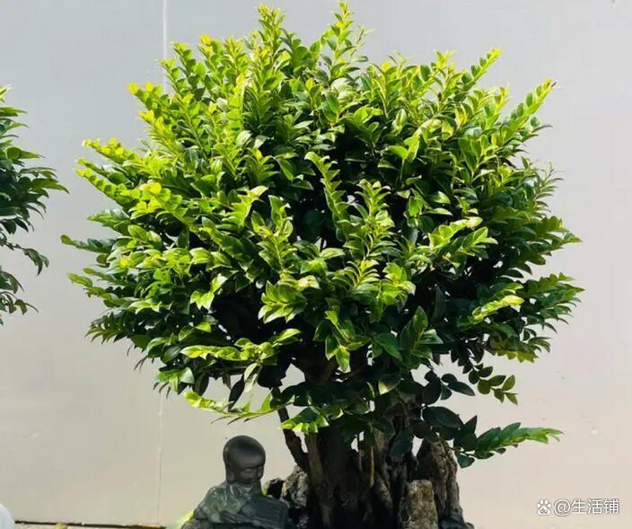 小叶紫檀怎么养才能爆盆,小叶紫檀的养殖方法和注意事项