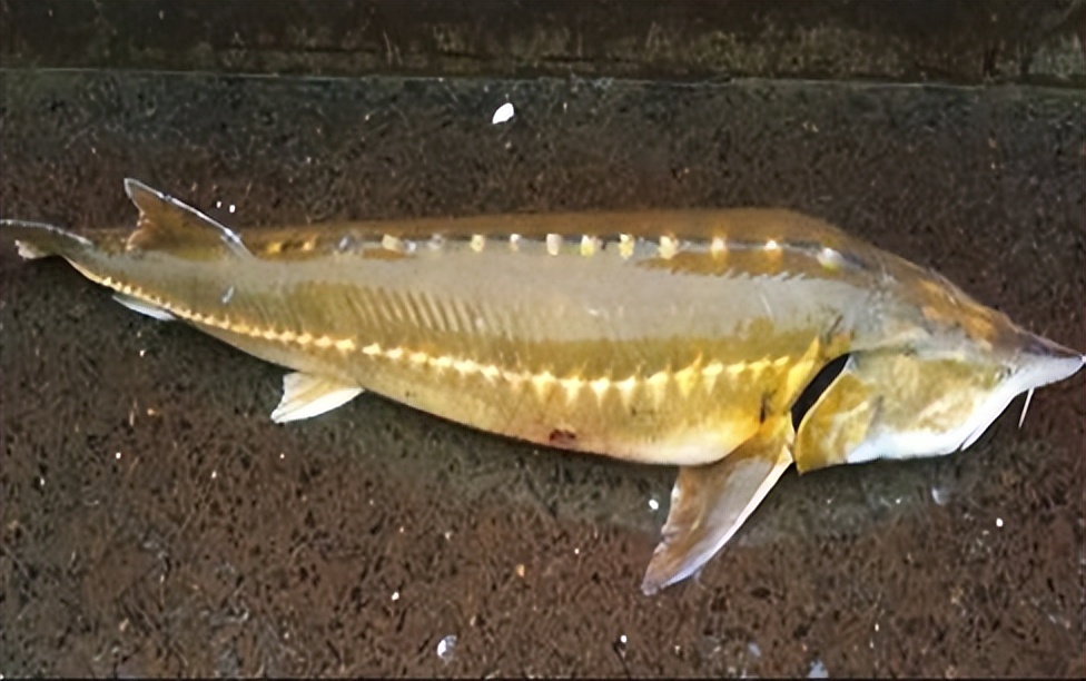 各种常见淡水鱼价格排名,常见淡水鱼大全钓友值得收藏