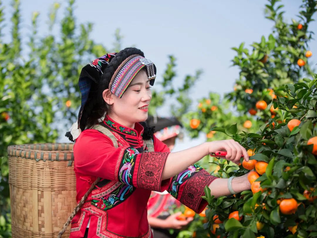 广西沃柑十大最甜柑橘,广西南宁柑橘类水果大量上市