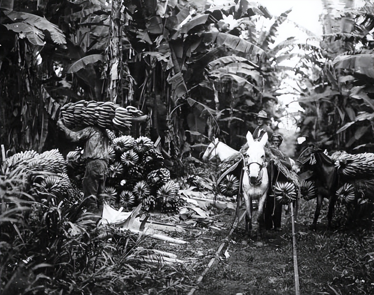 世界杯足球7比0惨案,世界杯足球5大惨案