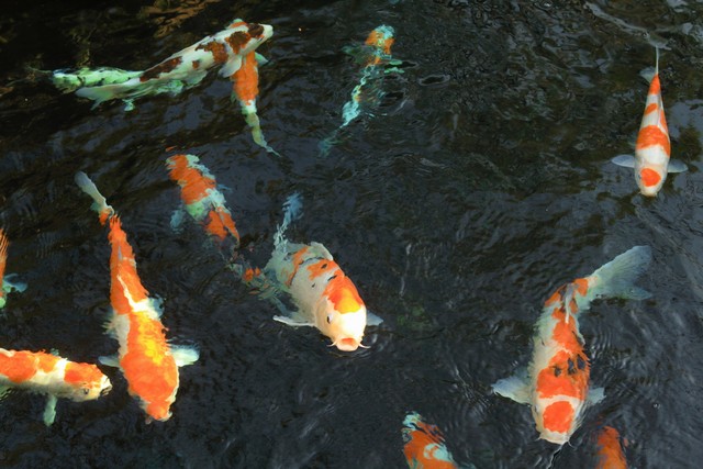 锦鲤鱼池放盐的正确方法,锦鲤鱼缸需要放盐吗