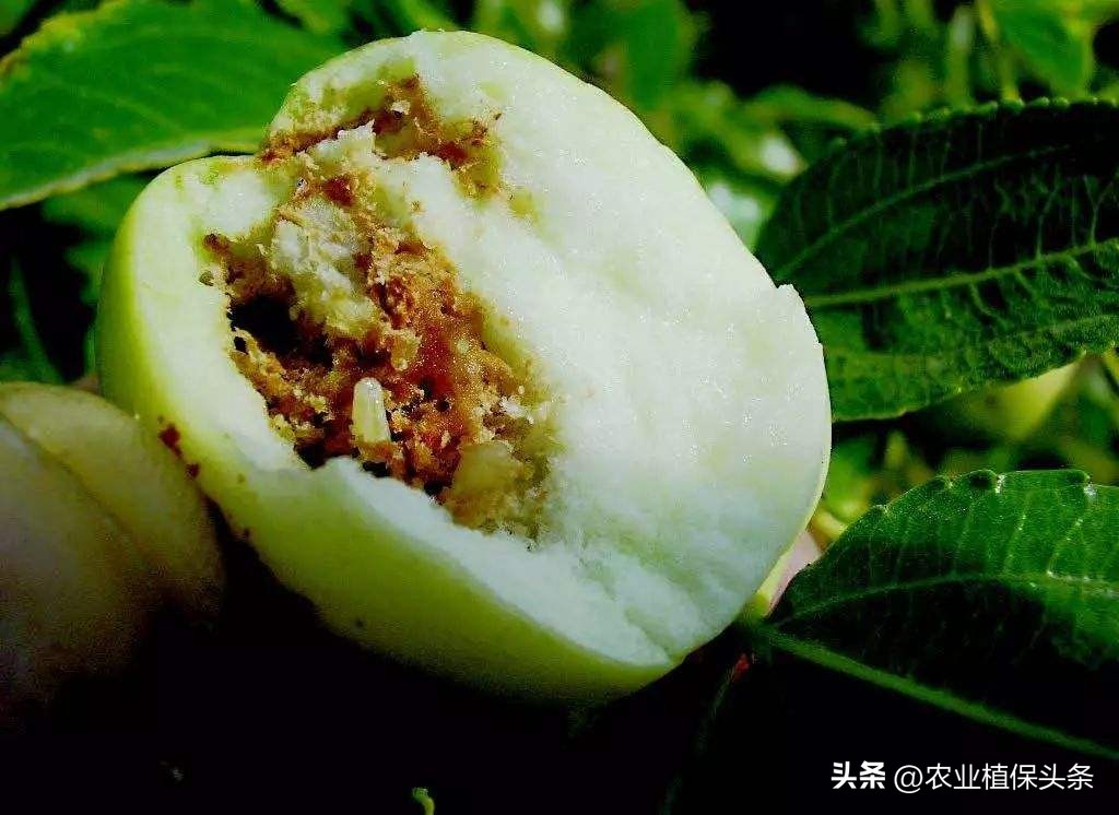 外来入侵物种动物名单,外来物种昆虫有哪些