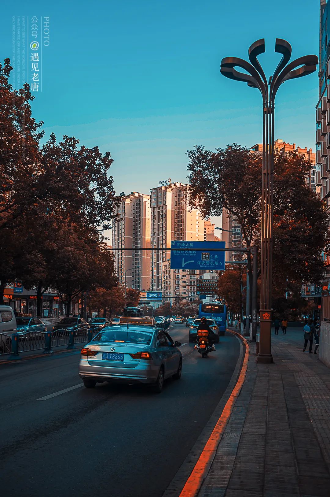 攀枝花是一种什么花,什么是攀枝花铁树