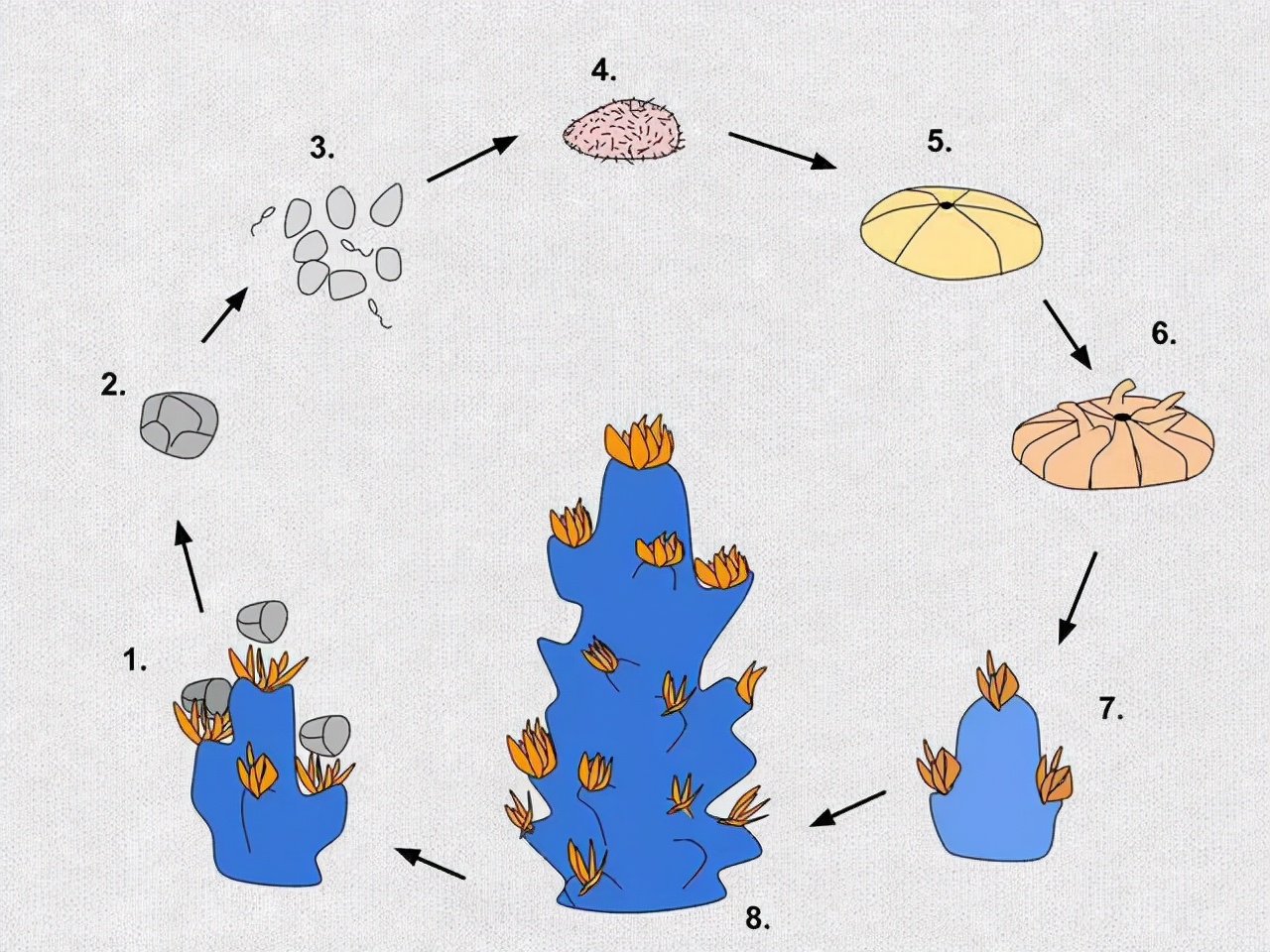 当精子与卵细胞相遇,当精子和卵子相遇后还会排卵吗